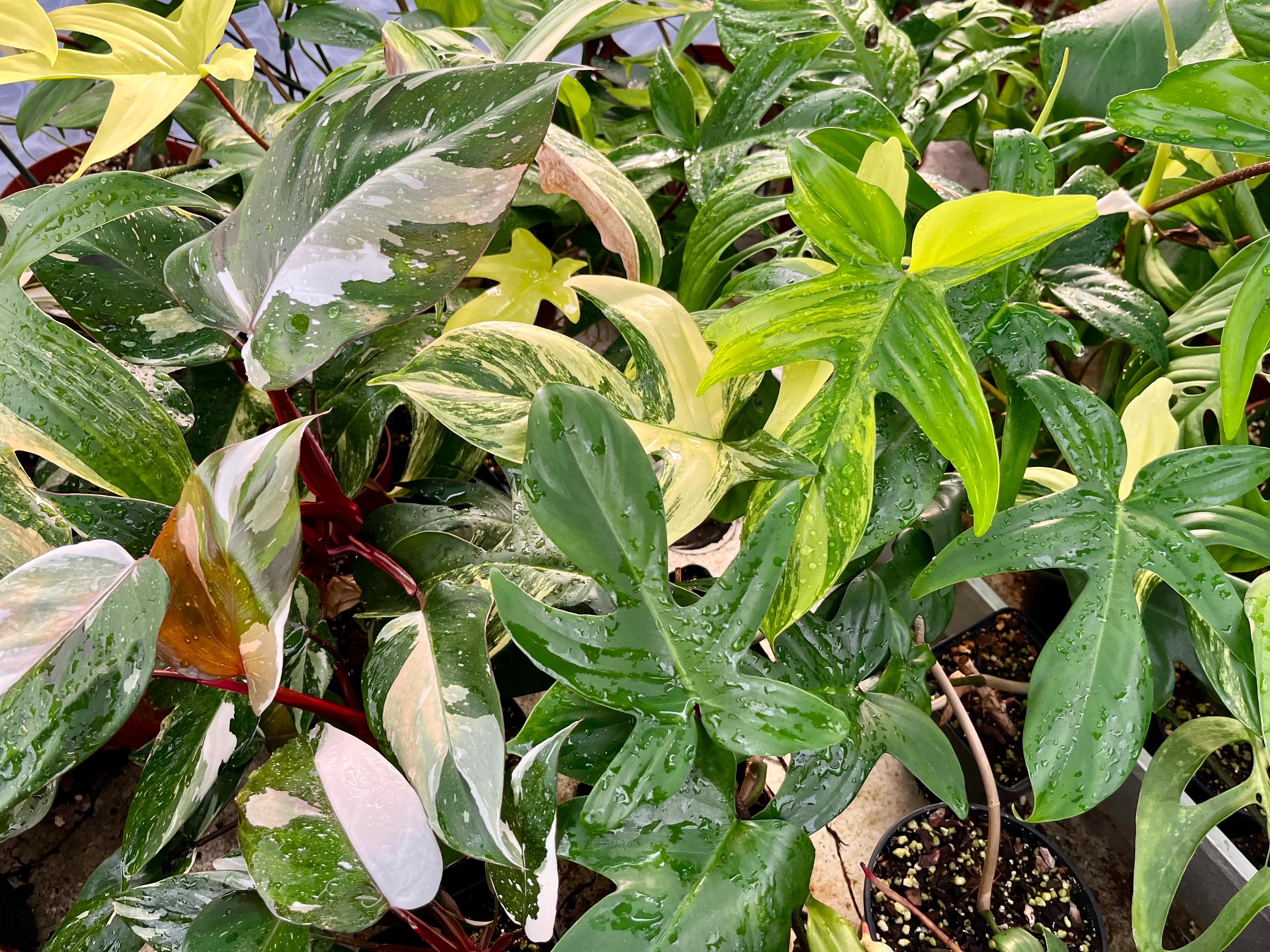 Hol dir den Dschungel heim