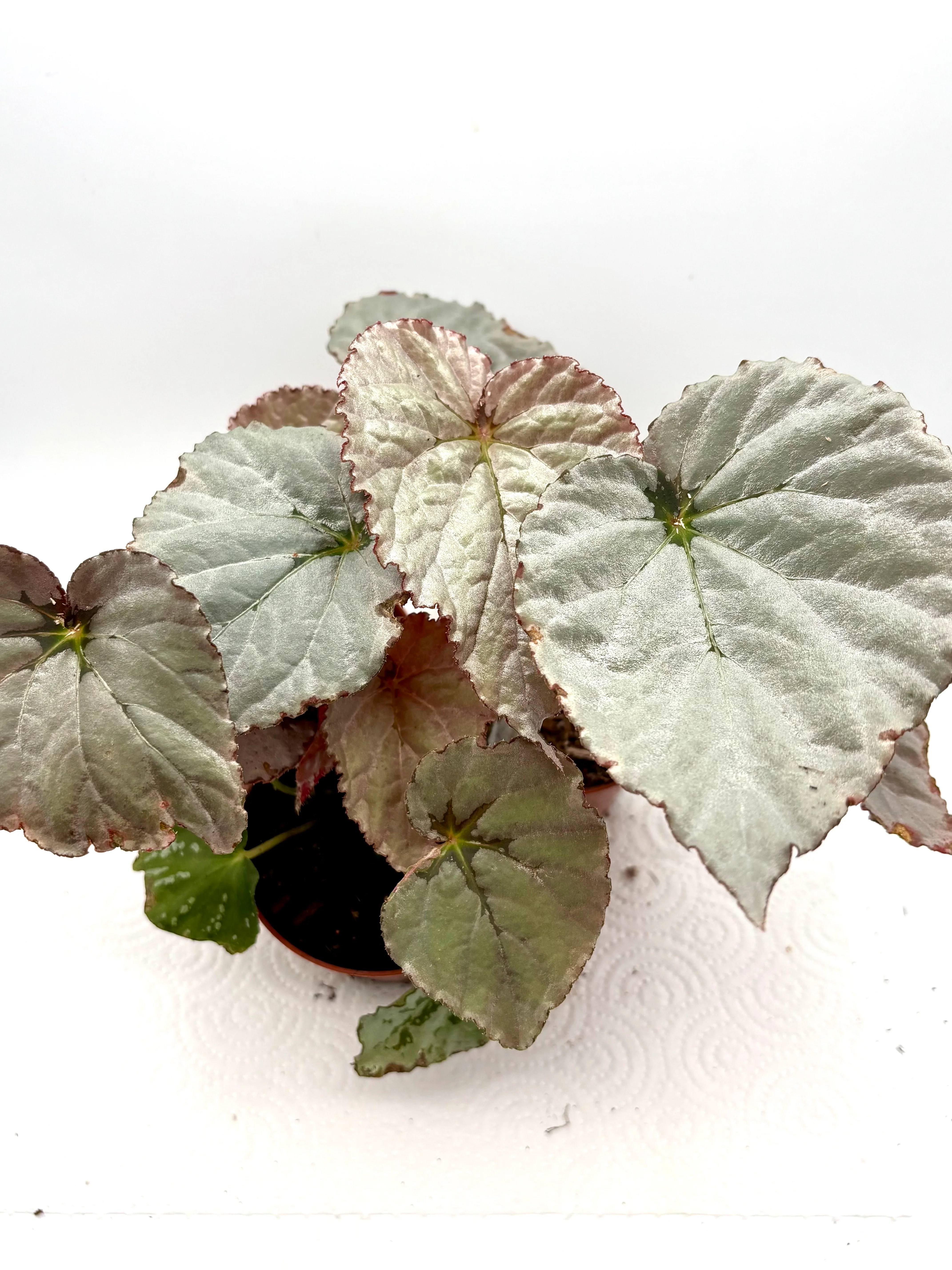 Begonia